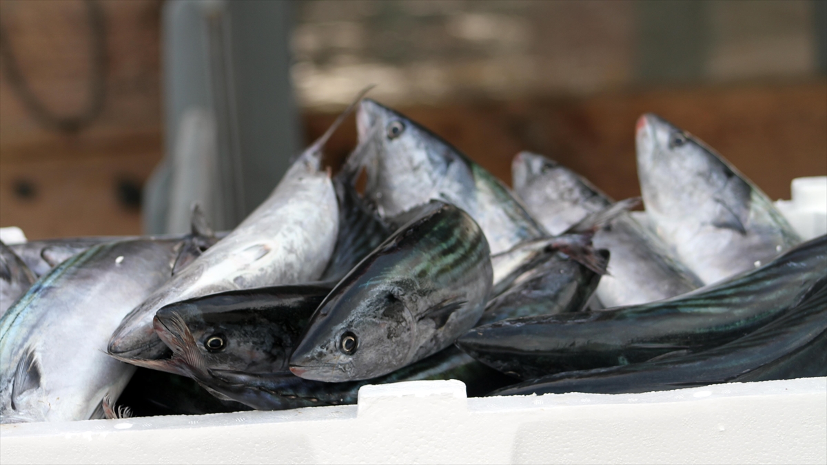 Batı Karadeniz'de Palamut Bolluğu Devam Ediyor