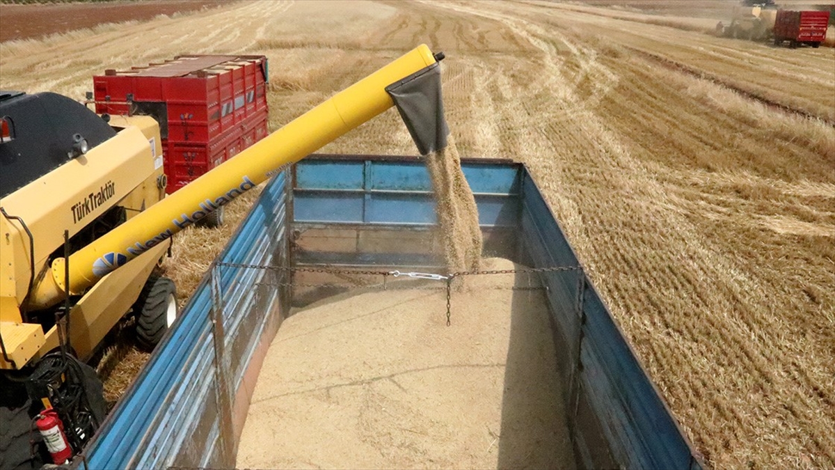 Akdeniz'den 9 Ayda 1,5 Milyar Dolarlık Hububat Ve Bakliyat İhracatı Yapıldı