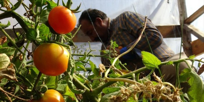 Sarıkamış'ta Emekli İşçi 2150 Rakımda Sebze Ve Meyve Yetiştiriyor