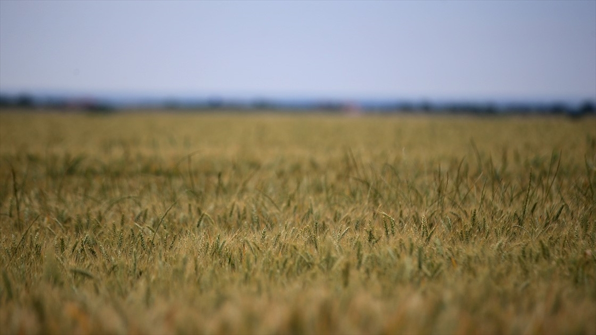 Tarım Yılında Yağışlar Bir Önceki Döneme Göre Yüzde 18 Arttı