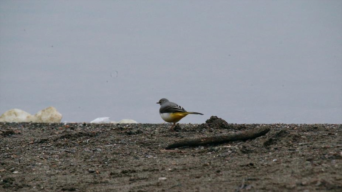 Yeniçağa Gölü Göç Mevsiminde Mola Veren Kuşları Ağırlıyor