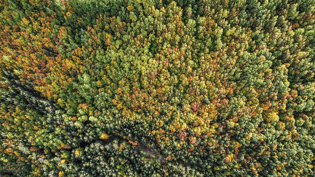 Murat Dağı Sonbahar Renklerine Büründü