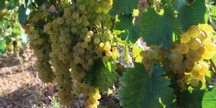 Erbaa'da 15 Bin Ton Üzüm Hasadı Yapıldı