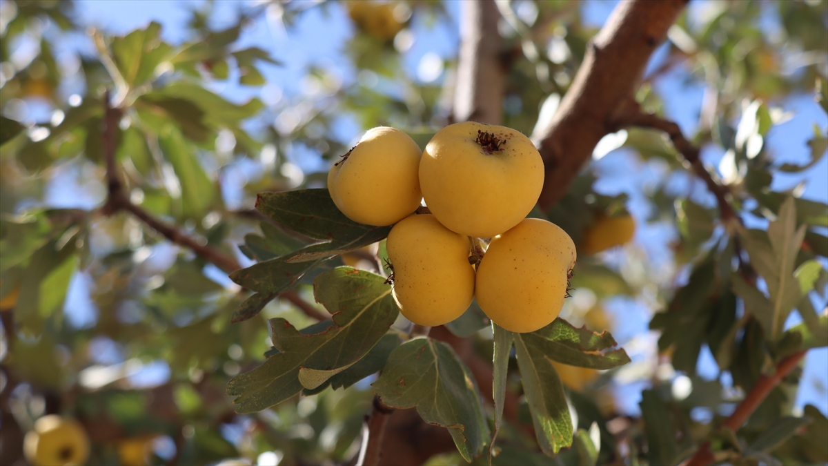 Adıyaman'daki Yabani Alıç Ağaçları Aşılanıyor, Orman Köylüsü Kazanıyor