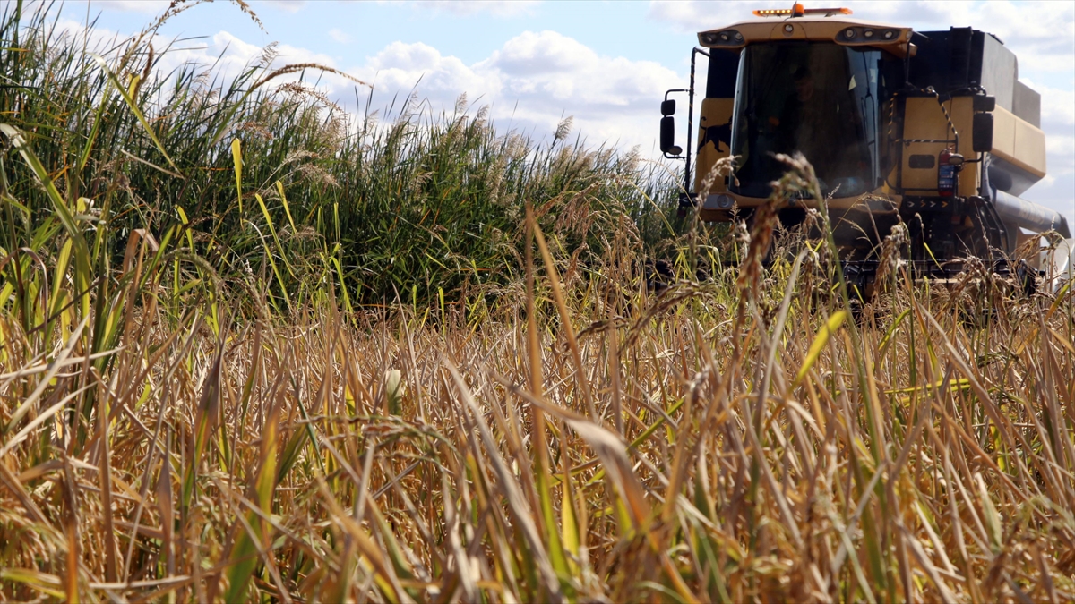Çankırılı Çeltik Üreticileri Bu Yıl Verimden Memnun