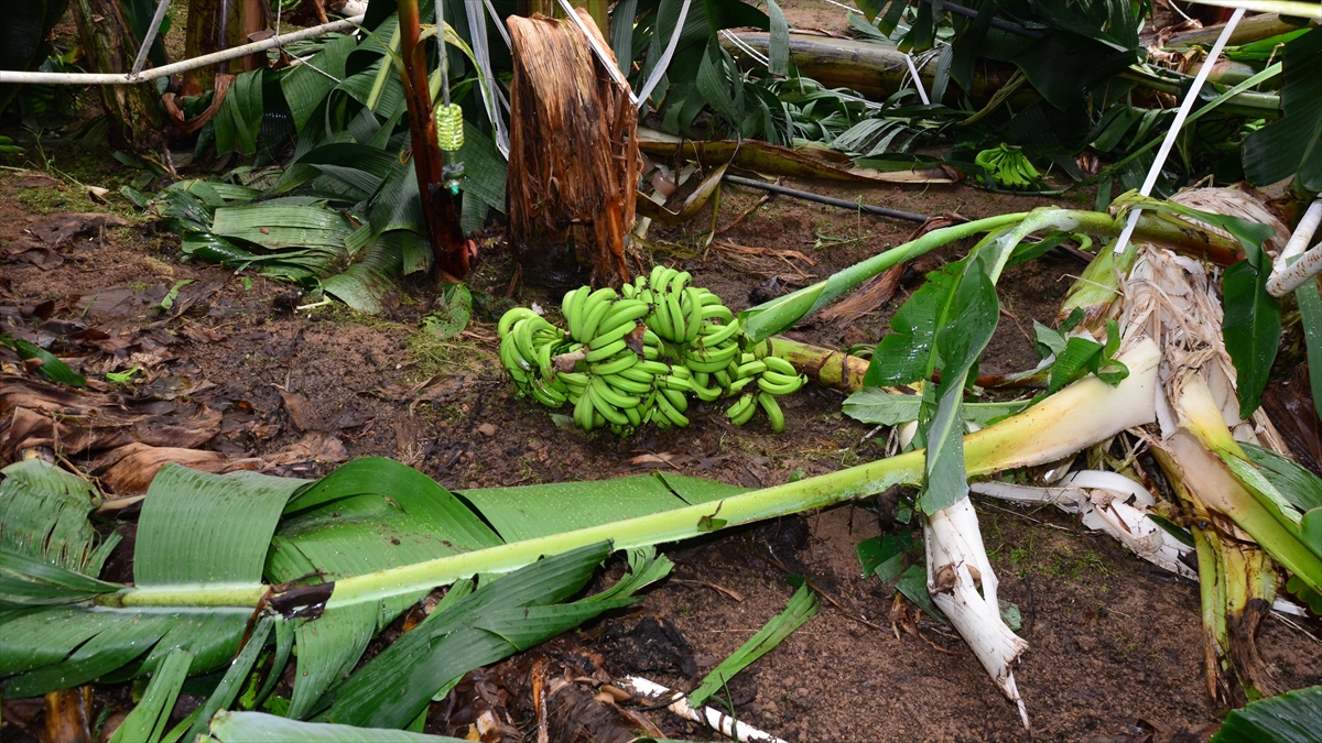 Antalya'da Dolu Ve Fırtına Tarım Alanlarına Zarar Verdi