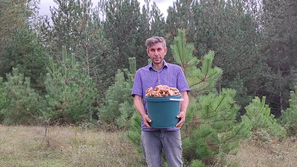 Ormanlık Alanda Yetişen Kanlıca Mantarı Vatandaşların Geçim Kaynağı Oldu