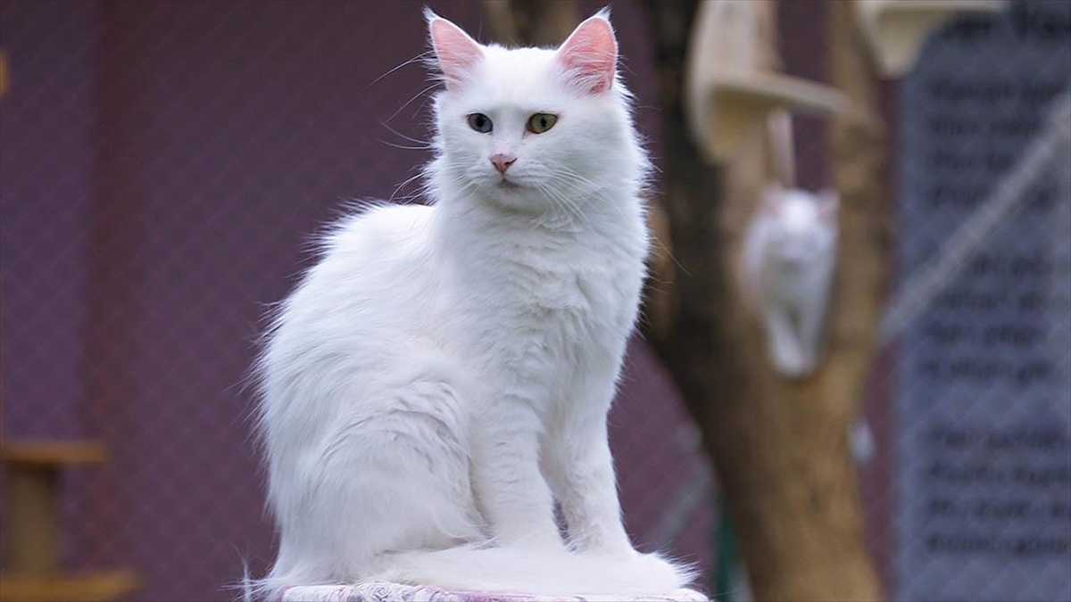 Van Kedilerine Yabancı Turistler De Büyük İlgi Gösteriyor