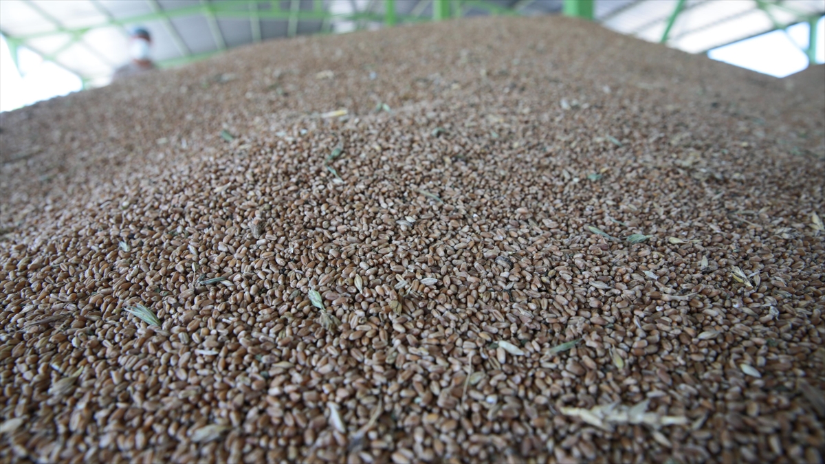 Tarım Ve Orman Bakanlığı, Tmo'nun Un Ve Yem Regülasyonu Çalışmasını Sürdüreceğini Duyurdu