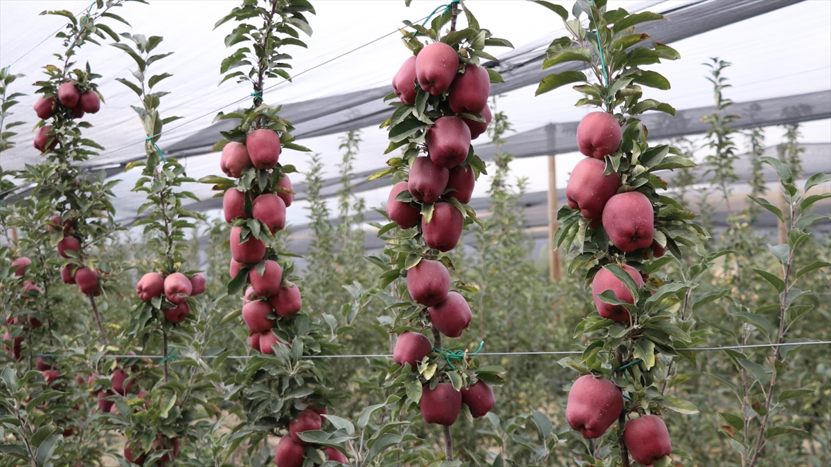 Türkiye'nin Elma Fidanı İhtiyacının Yüzde 10'undan Fazlası Niğde'den Karşılanıyor