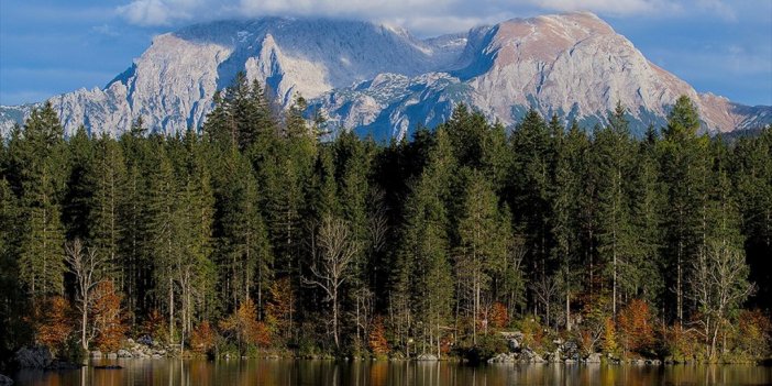 Enerji Krizi Almanya'daki Ormanlardan Odun Hırsızlığını Artırdı