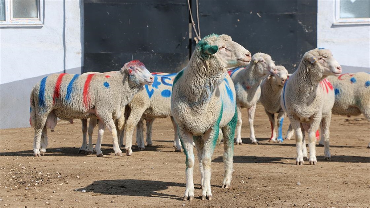 Anadolu Merinosu Irkında Yüzde 50 İkizlik Oranı Hedefleniyor