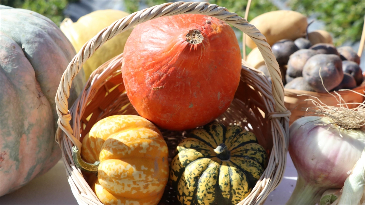 "Hokkaido" Kabağı Bayburtlu Çiftçilere Yeni Gelir Kapısı Olacak