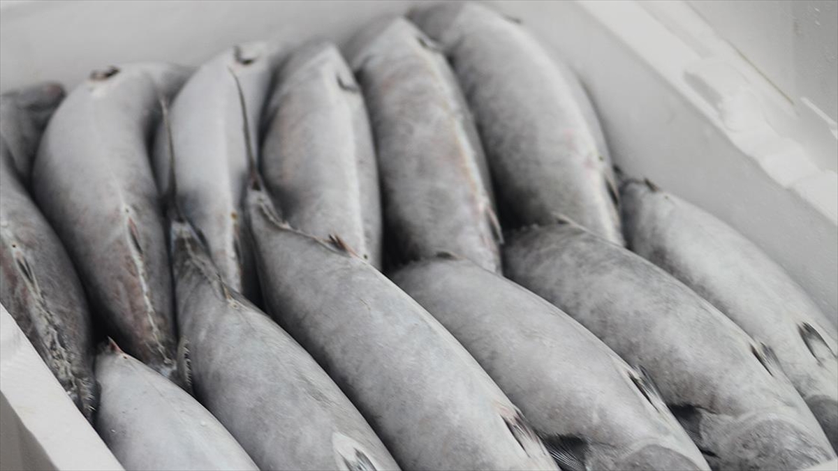 Batı Karadeniz'de Palamut Bolluğu Fiyatlara Yansıdı