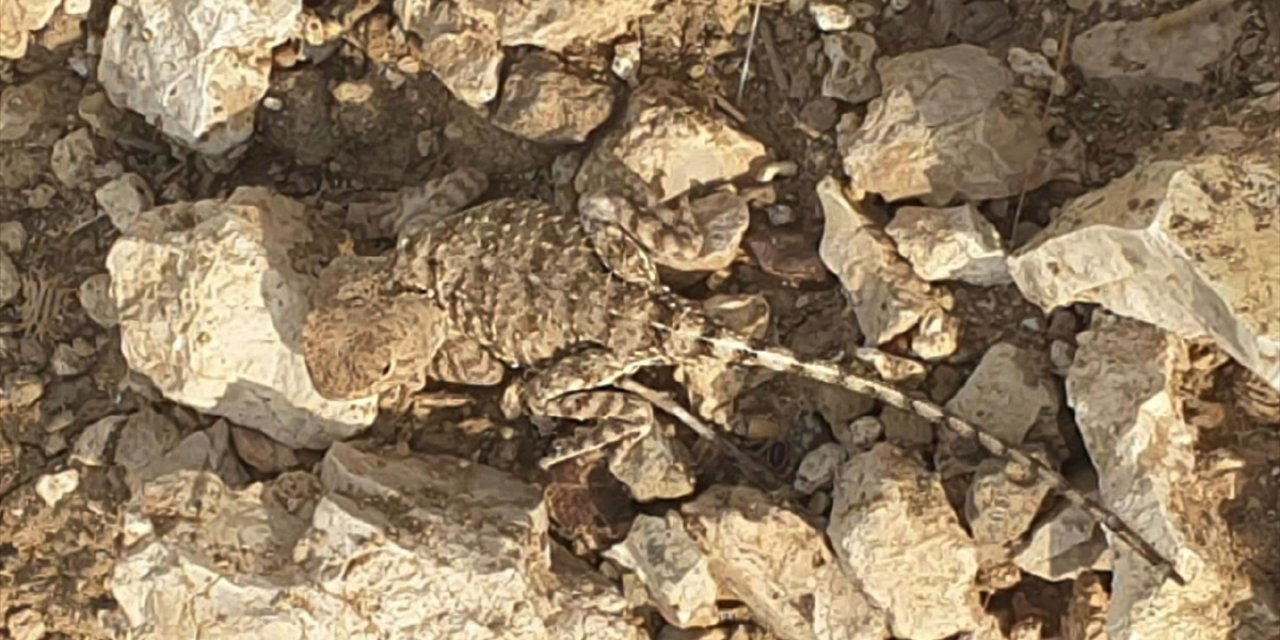 Tunceli'de Doğada Nadir Görülen "Bozkır Keleri" Görüntülendi