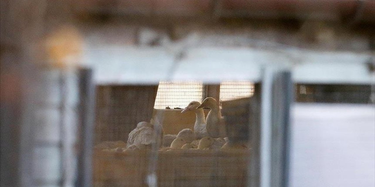 Abd'de Kuş Gribi Vakalarının Sayısı 2015'ten Sonra En Yüksek Seviyeye Ulaştı