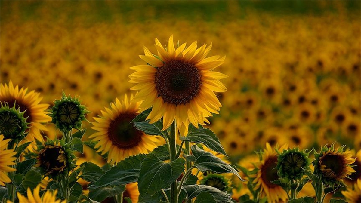 Ayçiçeği Tohumu İthalatında Gümrük Vergisi Yüzde 5 Olarak Uygulanacak