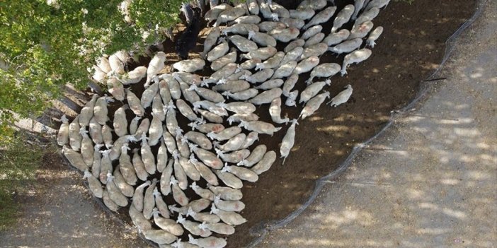 Kadın Besiciler, Islah Projesiyle Koyun Sayısını Ve Üretimi Artırdı