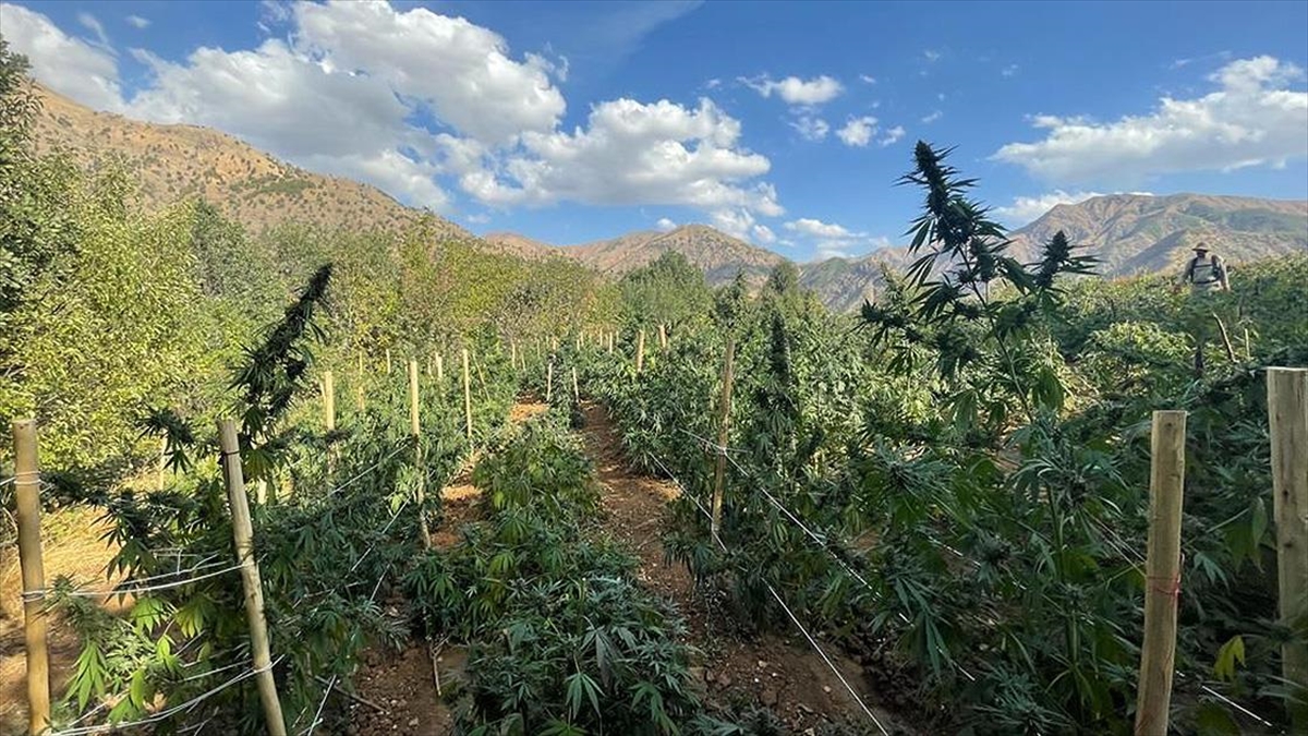 Bingöl'de 6 Milyon 391 Bin 436 Kök Hint Keneviri Ele Geçirildi