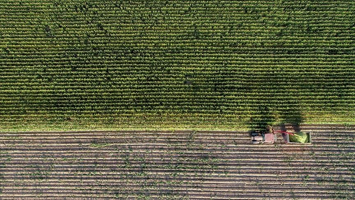 Yaklaşık 1,4 Milyar Liralık Tarımsal Destekleme Ödemeleri Bugün Çiftçilerin Hesaplarına Aktarılacak