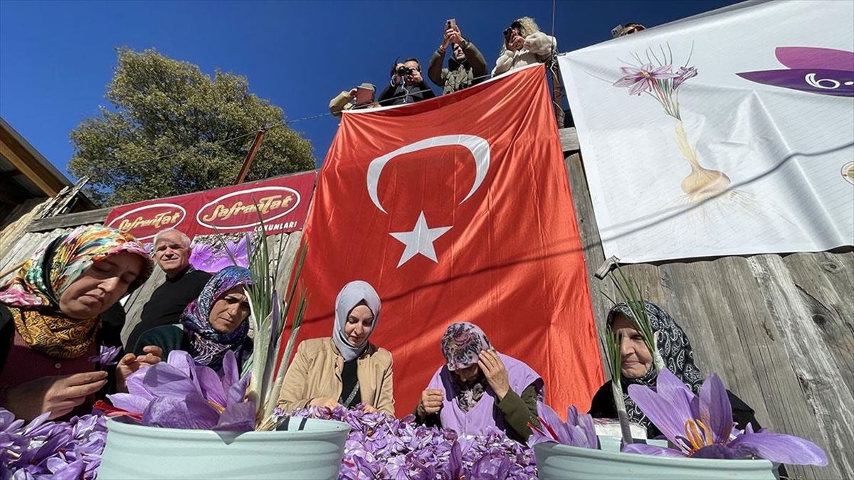 "6. Safran Festivali"nde Safran Hasadı Yapıldı