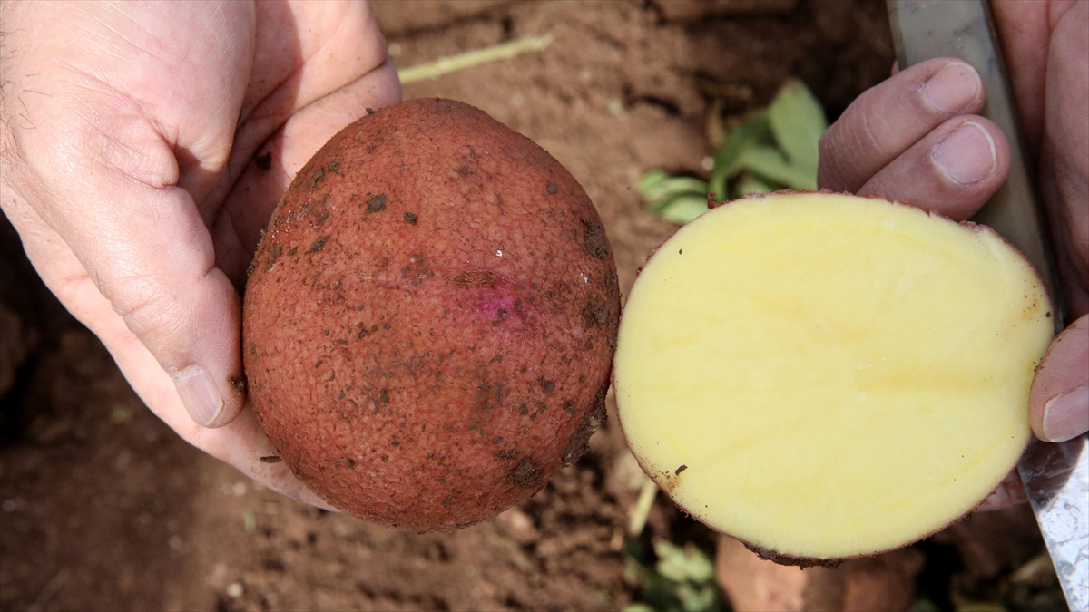 Yerli Ve Milli Patates Tohumu "Yakut" Tescil İçin Gün Sayıyor