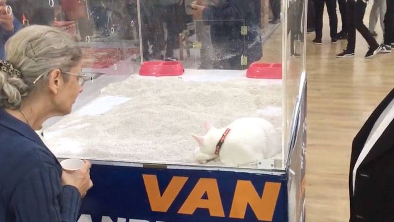 Van Tanıtım Günleri’nde Van kedisinin kafese konulması tepki çekti