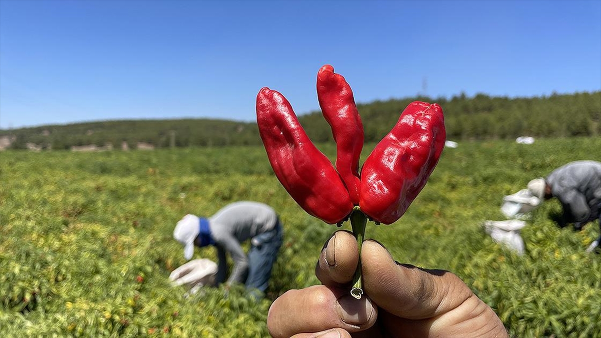 Gaziantep Ve Kahramanmaraş Arasında Tescilli "Acı Biber" Rekabeti Yaşanıyor