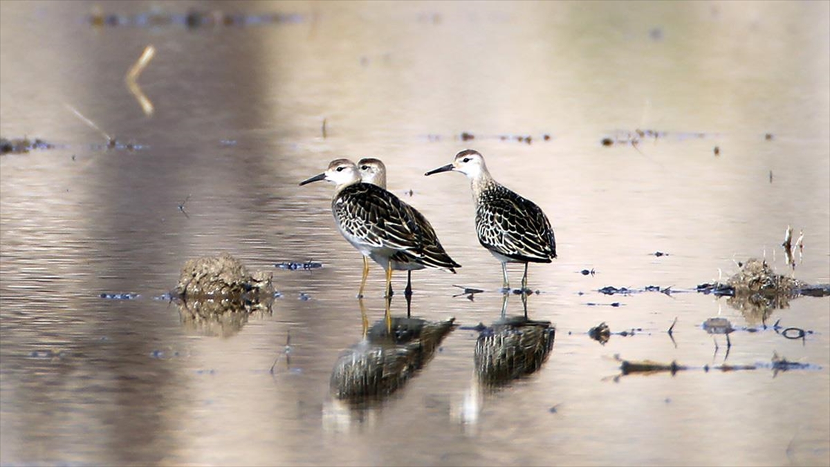Iğdır'ın Sulak Alanları Göçmen Kuşlarla Doldu