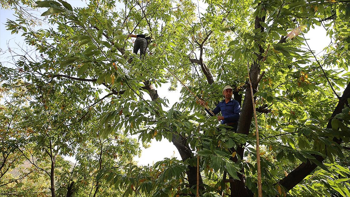 Kestane "Cambazları"nın Zorlu Mesaisi