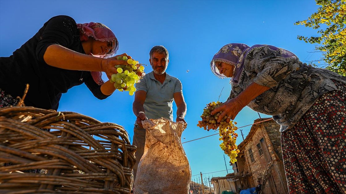 Güneydoğu'da Üzüm Üreticileri Bağ Bozumuyla 'tatlı Mesai'de
