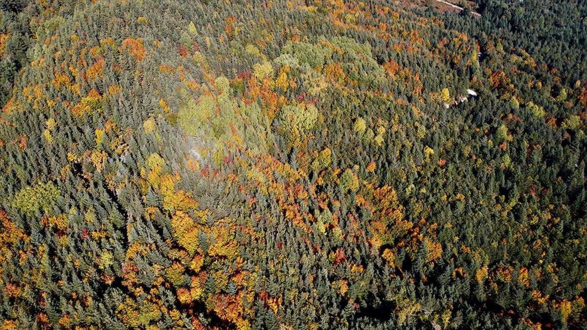 Bolu'daki Ormanlar Yeşil, Sarı Ve Kahverenginin Farklı Tonlarına Büründü