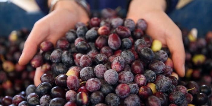 Marmarabirlik Ürün Alım Fiyatlarını Açıkladı