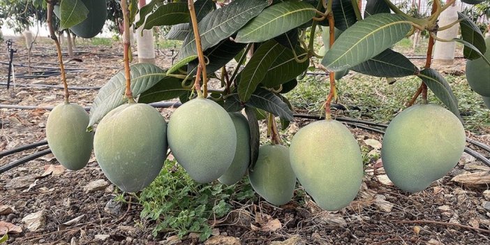 Antalya'da Yetiştirilen Mango Yurt Dışından Da Alıcı Buluyor