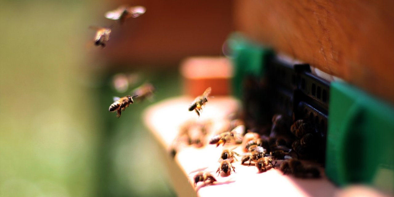 Yalova Kıvırcığı Ve Yığılca Bal Arısı Yerli Hayvan Irkı Olarak Tescil Edildi