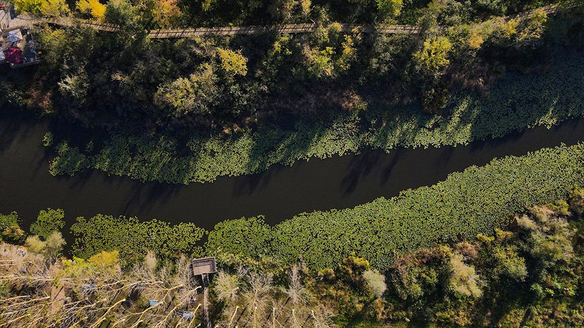 Acarlar Longozu Ziyaretçilerini Sonbahar Renkleriyle Karşılıyor
