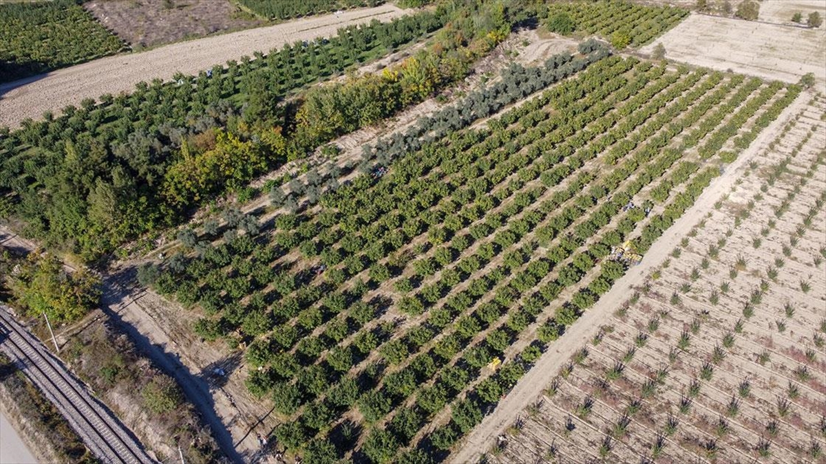 "Osmaneli Ayvası"nda 10 Bin Ton Rekolte Bekleniyor