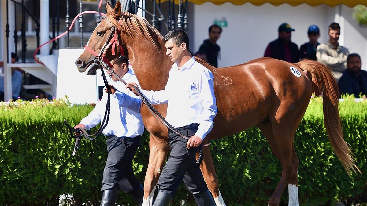 Tigem 18 Tay Satışından 14 Milyon Lira Gelir Elde Etti