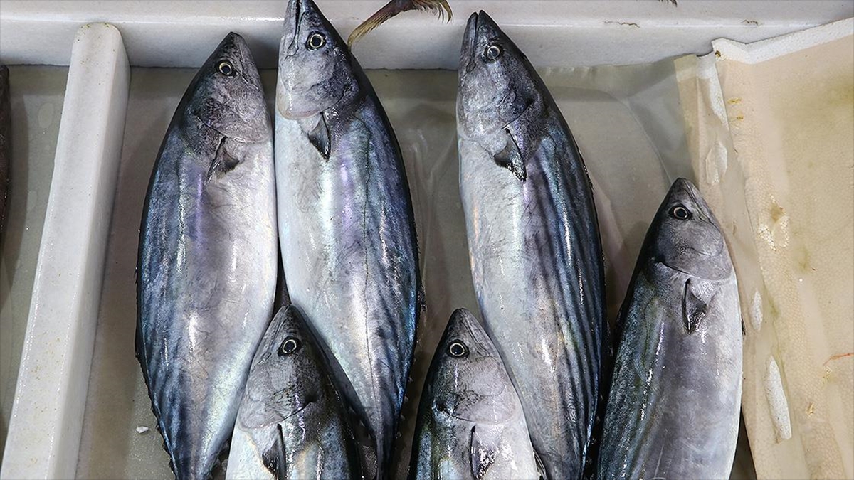 Balıkçılar Denizdeki Palamut Bolluğunun Devam Edeceğini Umuyor