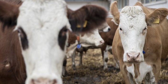 Sözleşmeli Besicilikte Uygulama Esasları Belirlendi