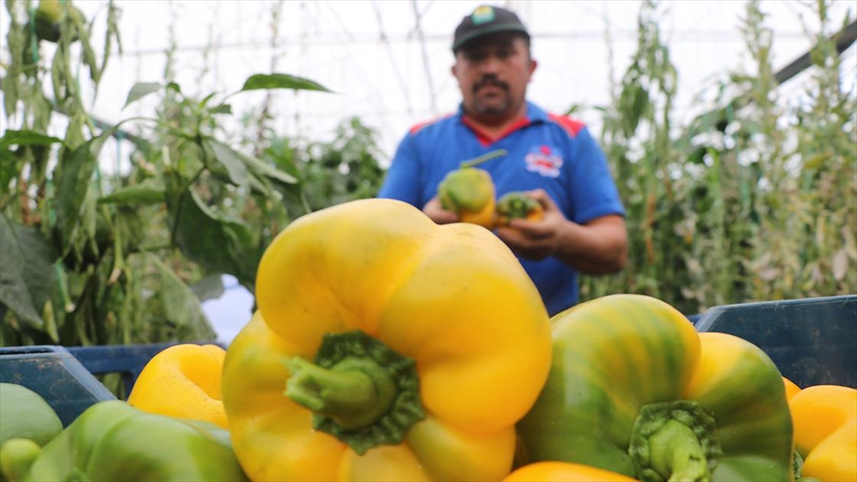 Burdur'da Üretilen Kaliforniya Biberi Birçok Ülkeye İhraç Ediliyor