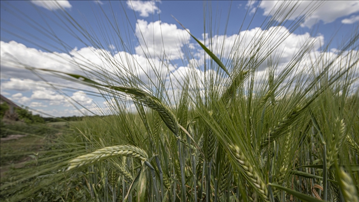 Tarım Emtia Fiyatları, Rusya'nın Kararıyla Sert Yükseldi