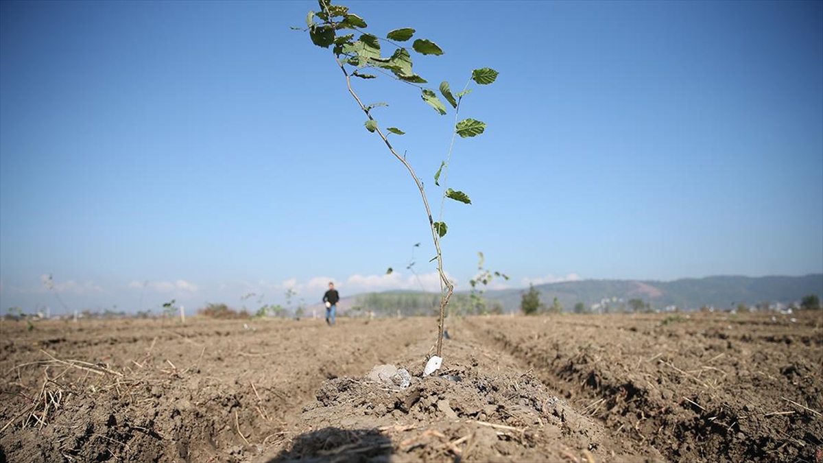 Sakarya'nın Fındığında Verim Tek Gövdeli Ağaç Sistemiyle Artırılacak