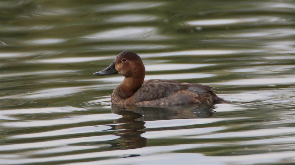 Dünyada Soyu Azalan Elmabaş Ördeği, Kışı Ağrı Dağı'nın Eteğinde Geçiriyor