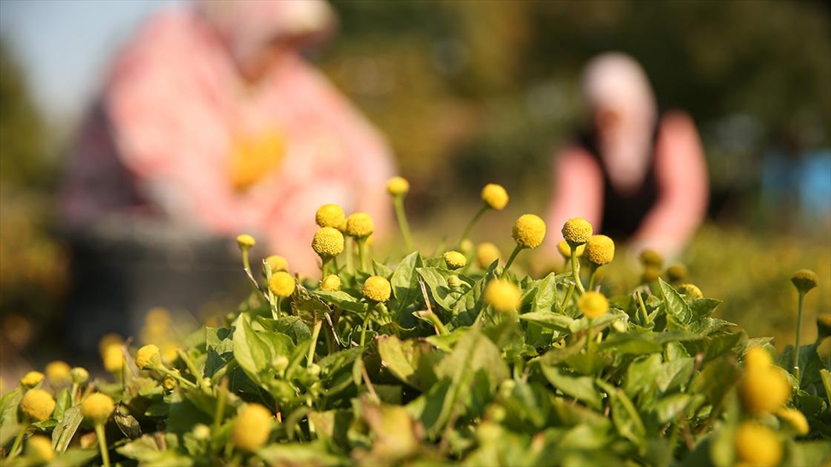 Emekli Kimyager Sakarya'da Yetiştirdiği Diş Otundan Cilt Serumu Üretti