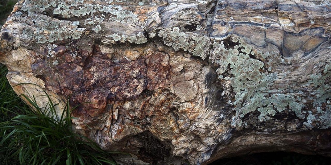 41 Milyon Yıllık Ağaç Fosilleri Zile Kalesi'nde Sergileniyor