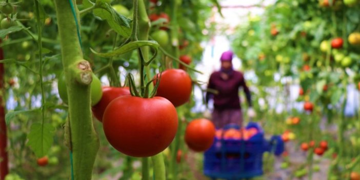 Bitkisel Üretimde Biyolojik Ve Biyoteknik Mücadele Destekleri Belli Oldu