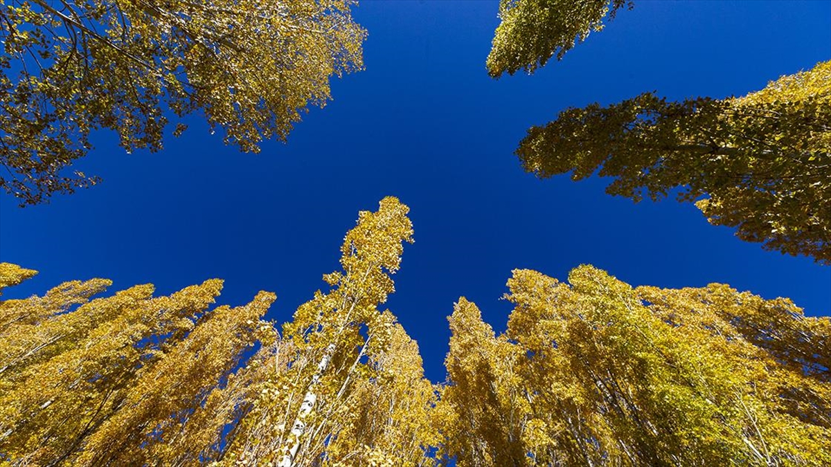 Erzurum Kırsalındaki Mahallerde Sonbahar Renkleri Hakim Oldu