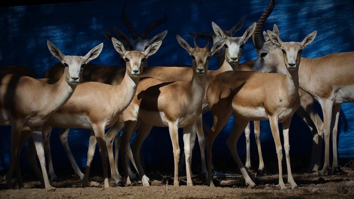 Asya Ceylanlarının Popülasyonu Bozkırın Ortasında Artıyor