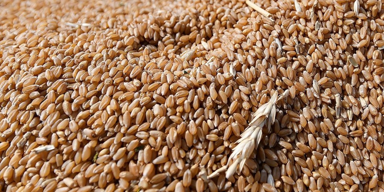 Rusya'nın Tahıl Anlaşmasına Geri Dönmesiyle Buğday Fiyatları Yüzde 6'nın Üzerinde Düşüş Kaydetti